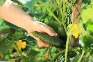 Dyrkning agurker: 10 almindelige fejl gartner