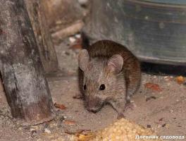 At komme af med mus og rotter i landet