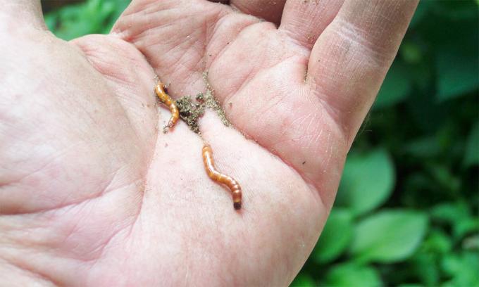 Faktisk wireworms - det er ikke en orm og billelarver, wireworms