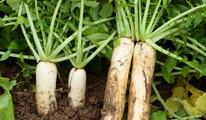 Close-daikon (foto - Internet)