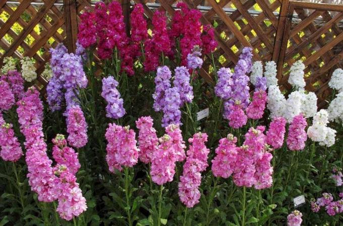 se: http://alena-flowers.ru. Levkoy terry grå. Andre arter med mindre smukke blomster kaldes "wild orchid" for den lyse lugt efter solnedgang
