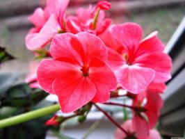 6 smukke og hårdføre flerårige blomster (del 2)