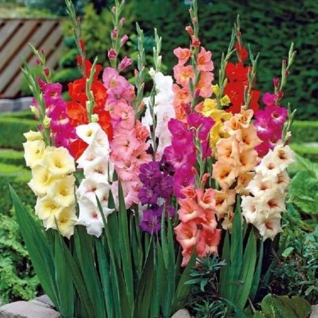 Skønheden i gladiolus (zelenyjmir.ru)