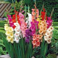 Jeg befrugte korrekt gladiolus i begyndelsen af ​​blomstring og de vokser vildt