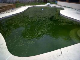 Sådan sparer poolen: For at forhindre algevækst