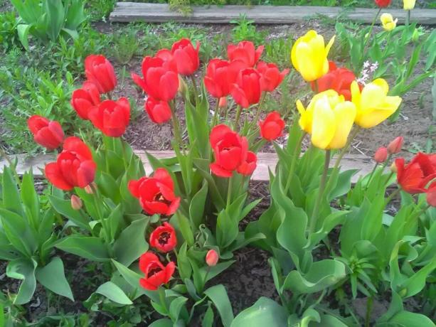 I dag dyrkes omkring 2000 forskellige sorter af tulipaner