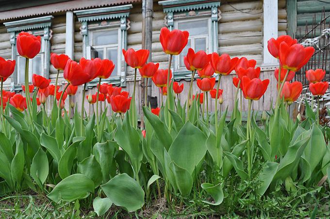 Røde tulipaner - tidløse klassikere Russisk blomsterdyrkning. Foto: fotoload.ru