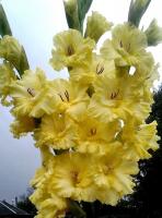 Jeg leder efter usædvanlige sorter af gladiolus. 5 Oversigt over fund (foto + beskrivelse)