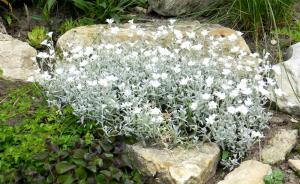 6 sølv planter til haven. Foto og beskrivelse