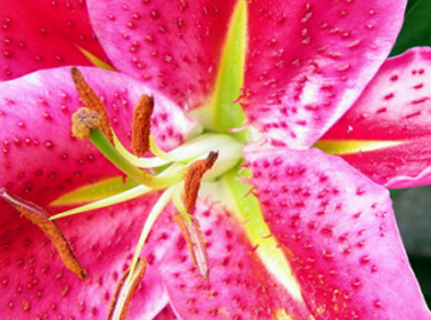 Smukke lilje-en af ​​favoritterne blandt tsetovodov og gartnere