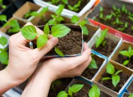 Hvor korrekt til at plante frøplanter af peber i et drivhus eller en seng