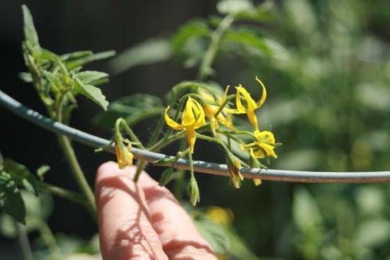 Teknologien af ​​kunstig bestøvning af tomater forøger udbyttet i tider! (Foto fra fb.ru)