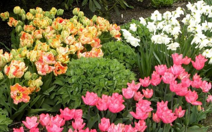 Chic Spring blomsterbed. Og tulipaner og påskeliljer. Kan du lide det?