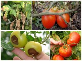 Kampen om høsten: treat tomater korrekt