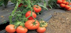 De fleste skygge-tolerante tomat sorter.