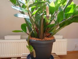 Dyrkning Zamioculcas: 6 vigtige tips blomsterhandler