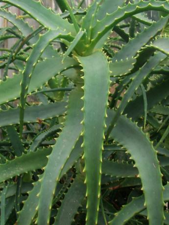 Aloe arborescens - den populære indendørs blomst