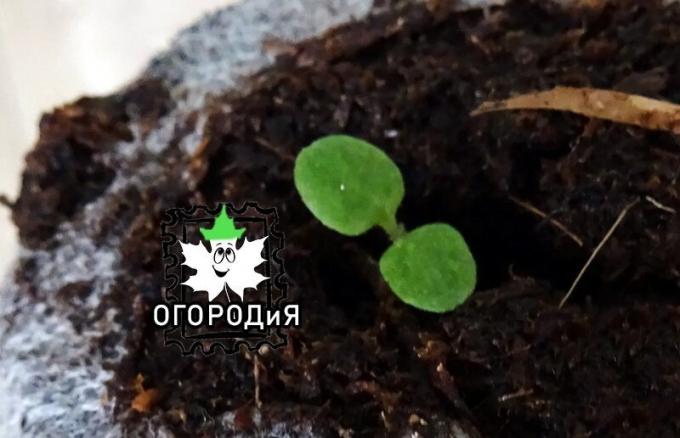 Petunia steget i tørv tablet granulært frø
