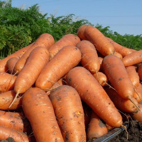 Luk afgrøde af gulerødder. Billeder i artiklen er taget fra åbne kilder