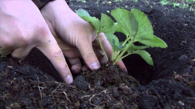 Plantning jordbær (moidachi.ru)