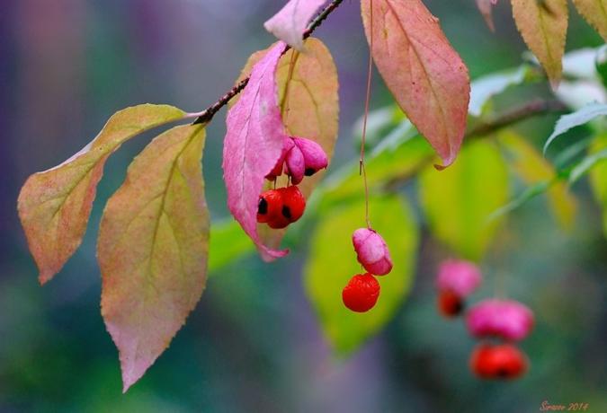 Makrofotografering bær og blade af Euonymus (lifeisphoto.ru)