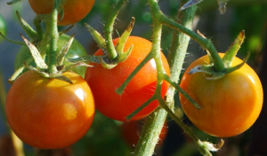 Hvorfor tomater dressing bor. fremstille en opløsning af