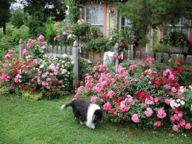 Roser passer perfekt ind i billedet perfekte liv på landet