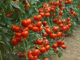 Gødskning af gær at forøge udbyttet af agurker og tomater