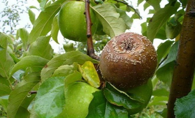 Frugt rådne på æble (illustrationer til en artikel taget fra Yandex. billeder)