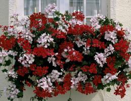 Mød de dejlige pelargonier hang-Downing, klar til at dekorere dit hjem og haven