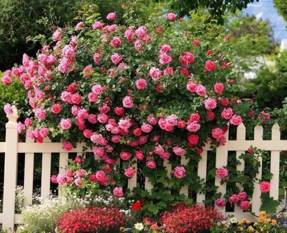 Klatring rose, effektivt dekorere hegnet. Foto taget fra portalen nashzeleniymir.ru
