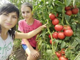 Tomater i haven vil ikke opfede og øge frugterne. 4 superprioma!