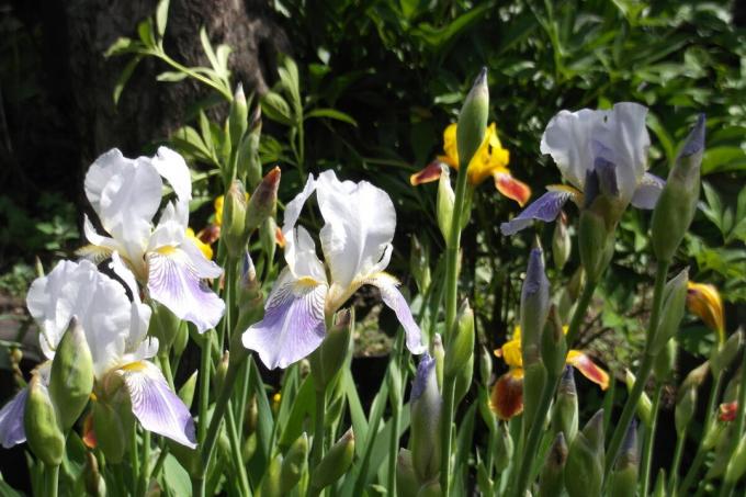 Skæggede iris kan lide at dase i solen. Foto af forfatteren (e)