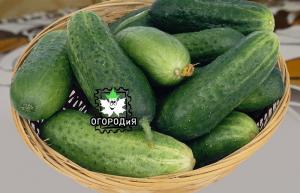 Pickles - kold metode, naturlig fermentering, trinvis