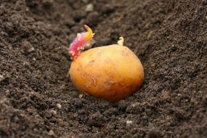Kampen om høsten: hvordan man plante kartofler