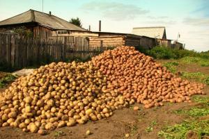 Kartofler vil blive gemt i en 2 gange bedre: hvad man skal gøre efter høsten