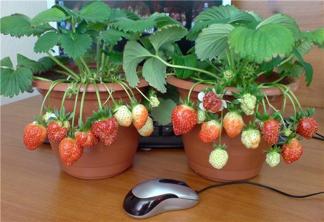 EKSEMPEL indkapslede jordbær. Billeder til offentliggørelse er taget fra internettet