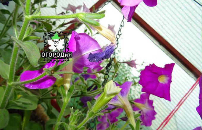 Sådan en vissen blomst Petunia bør fjernes