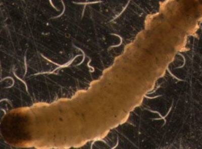 Kilde: Vaysher B. Braun D.D.F. Kendskab til nematoder: generel nematologi. 2001 - 206 med.