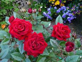 Hvordan forbereder roser til vinteren. 4 Nødvendig for en vellykket reception dvale.