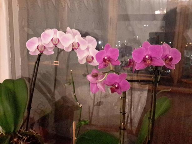 En del af min samling af Phalaenopsis i en lejlighed. Jeg bader dem dukkert!