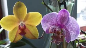 Hvor mange år, der bor Orchid