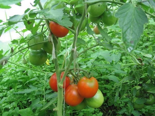 Hælder tomater i drivhuset. Billeder i artiklen fra internettet