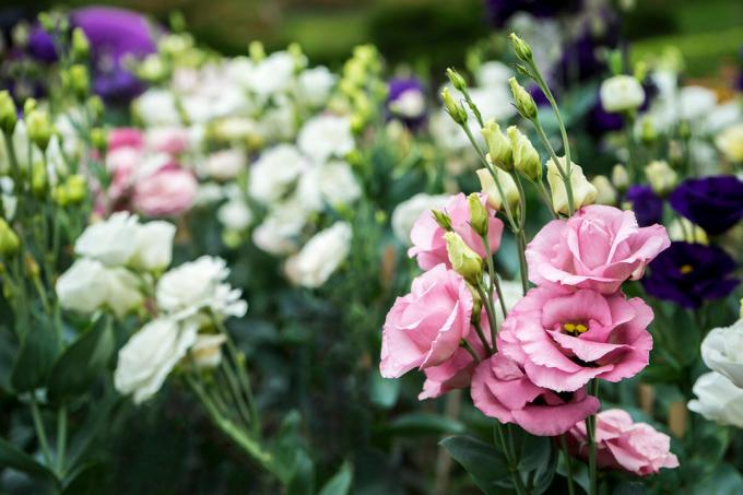 Der er ingen tvivl: Eustoma (lisianthus) - delikat dekoration af haver. Foto: Yandex. billeder