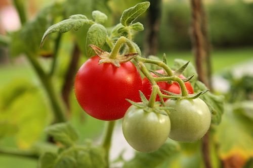 Vinter tomater ideel til salater, men dårligt holdes. Det er bedre at straks sende dem til bordet - smag og lugt store!