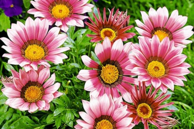 Gazania i blide toner. Grade "Pink Kiss". Foto: seeds.adstores.ru