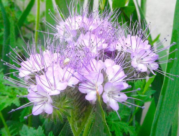 Og alligevel Phacelia - det er smukt!