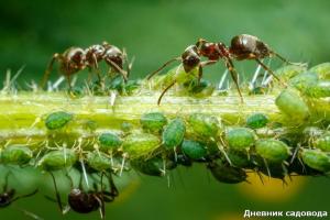 At komme af myrer med jod