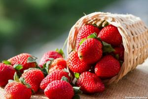 Tæt på hvad afgrøder ikke kan plantes jordbær