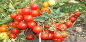 De bedste sorter af tomater underdimensioneret til dyrkning på åben mark.